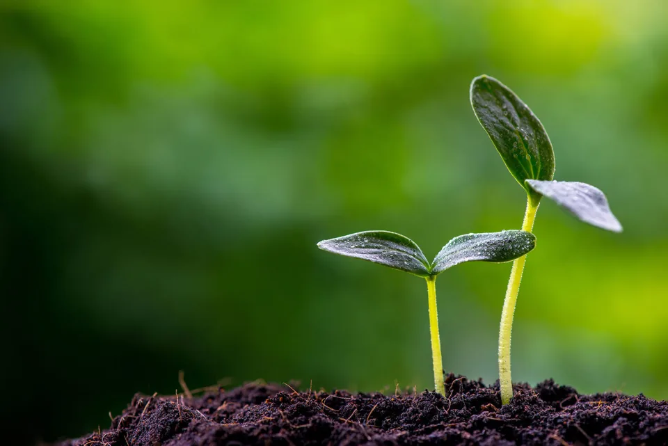 Jeune plant et gouttes de rosée dans l’univers Norseco